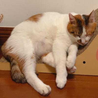 猫抓板生产设备哪个品牌好 —— 选择华洲数控